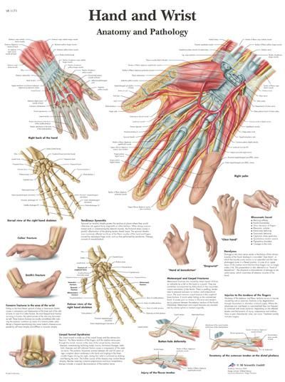 Poster hand en pols 50 cm x 67 cm